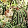 Begonia Plant - Luxurians
