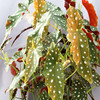 Begonia Plant - Maculata Wightii