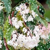 Begonia Plant - Maculata Wightii