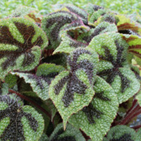 Begonia Plant - Masoniana