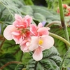 Begonia Plant - Metallica