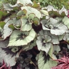 Begonia Plant - Namur