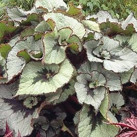 Begonia Plant - Namur