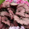Begonia Plant - Pink Champagne