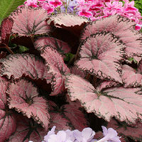 Begonia Plant - Pink Champagne