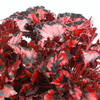 Begonia Plant - Red Robin