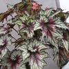 Begonia Plant - Red Tempest