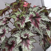 Begonia Plant - Red Tempest