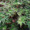 Begonia Plant - Sea Urchin