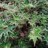 Begonia Plant - Sea Urchin