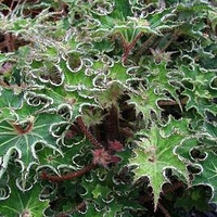 Begonia Plant - Sea Urchin