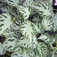 Begonia Plant - Silver Jewel