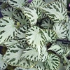 Begonia Plant - Silver Jewel