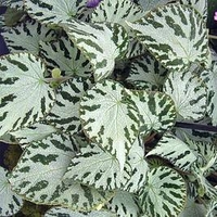 Begonia Plant - Silver Jewel