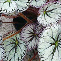 Begonia Plant - Silver Lace