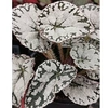 Begonia Plant - Silver Lace