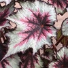 Begonia Plant - Silver Spirit
