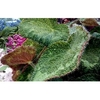 Begonia Plant - Sizemoreae