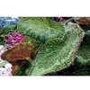 Begonia Plant - Sizemoreae