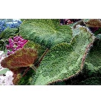 Begonia Plant - Sizemoreae