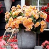 Begonia Plant - Solenia Apricot
