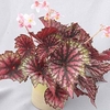 Begonia Plant - Star Bright