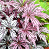 Begonia Plants - Benitochiba Metallic Rose Red