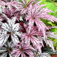 Begonia Plants - Benitochiba Metallic Rose Red