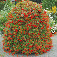 Begonia Plants - Crackling Fire