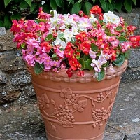 Begonia Plants - Devils Delight F1 Mixed
