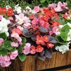 Begonia Plants - Devils Delight Mixed