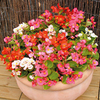 Begonia Plants - F1 Ambassador Mix