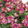 Begonia Plants - F1 Ambassador Pink