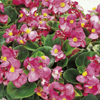 Begonia Plants - F1 Ambassador Pink