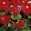 Begonia Plants - F1 Ambassador Scarlet