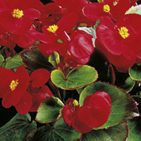 Begonia Plants - F1 Ambassador Scarlet