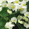 Begonia Plants - F1 Ambassador White