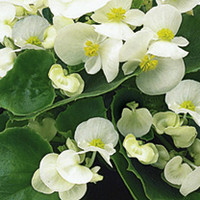 Begonia Plants - F1 Ambassador White