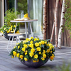 Begonia Plants - F1 Nonstop Joy Yellow