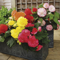 Begonia Plants - F1 Nonstop Mix