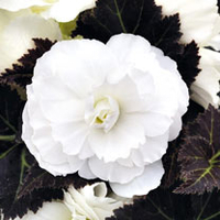 Begonia Plants - F1 Nonstop Mocca White