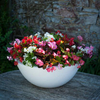 Begonia Plants - F1 President Mix