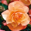 Begonia Plants - Fragrant Falls Apricot