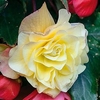 Begonia Plants - Fragrant Falls Lemon
