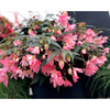 Begonia Plants - Funky Light Pink