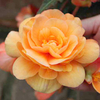 Begonia Plants - Illumination Apricot Shades