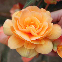 Begonia Plants - Illumination Apricot Shades