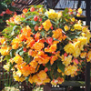 Begonia Plants - Illumination Apricot Shades