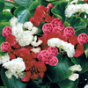Begonia Plants - Queen Mixed