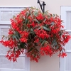 Begonia Plants - Santa Cruz